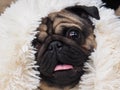 Portrait of a funny dog. Folded muzzle of a pug Royalty Free Stock Photo