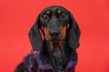 Portrait of funny dog, innocent puppy in clothes with big eyes on red background