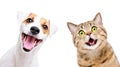 Portrait of funny dog Jack Russell Terrier and cheerful cat Scottish Straight