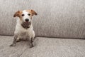 Portrait funny dog mischief. Dirty Jack russell playing on sofa furniture with muddy paws and happy expression Royalty Free Stock Photo