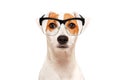 Portrait of funny dog Parson Russel Terrier wearing glasses