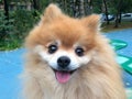 Portrait of a funny dog Pomeranian Spitz with fluffy red coat lying and sitting on a wooden bench. the pet waiting for the owner Royalty Free Stock Photo