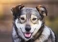 portrait of funny dog puppy mutts smiling friendly Royalty Free Stock Photo