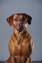 Portrait of a beautiful dog rhodesian ridgeback isolated on grey background