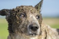 Portrait of a funny dog`s face, covered in mud, outdoors Royalty Free Stock Photo