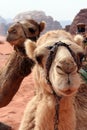 Portrait of funny dromedaries in Jordan