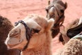 Portrait of funny dromedaries in Jordan