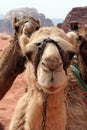 Portrait of funny dromedaries looking at the camera in Jordan