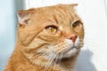 Portrait of funny face cat Royalty Free Stock Photo