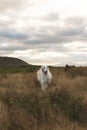 Portrait of funny and free beige dog breed russian borzoi running in the field at sunset