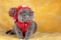 Portrait of a funny ginger cat in a cap with a pompom and a jacket Royalty Free Stock Photo