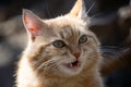 Portrait of a funny ginger cat. Fat ginger cat close up. The cat meows. Royalty Free Stock Photo