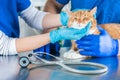 Portrait of a funny ginger cat on the table in the operating room. Veterinary medicine concept