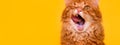 Portrait of funny ginger domestic cat with widly open moth and long tounge out. Burmese Kitten lick with tongue. Tasty Royalty Free Stock Photo