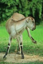 The portrait of funny goat on the background of green field Royalty Free Stock Photo