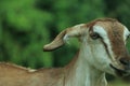 The portrait of funny goat on the background of green field. Beautiful young goat portrait outdoors. Backyard homestead with goats Royalty Free Stock Photo