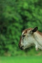 The portrait of funny goat on the background of green field. Beautiful young goat portrait outdoors. Backyard homestead with goats Royalty Free Stock Photo