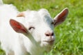 Portrait of a funny goat, close up