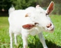 Portrait of a funny goat, close up