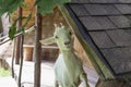 Portrait of a funny goat with a funny curious muzzle expression on the threshold of a farm house Royalty Free Stock Photo