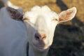 Portrait of a funny goat looking to a camera over blue brown ground Royalty Free Stock Photo