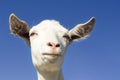 Portrait of a funny goat looking to a camera over blue sky background Royalty Free Stock Photo