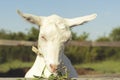 Portrait of a funny goat looking to a camera over blue sky background. White goat eats green grass Royalty Free Stock Photo