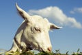 Portrait of a funny goat looking to a camera over blue sky and Clouds background. White goat eats green grass Royalty Free Stock Photo