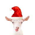 Portrait of a funny goat in a New Year`s cap Royalty Free Stock Photo