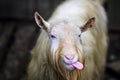 Portrait of a funny goat showing tongue Royalty Free Stock Photo