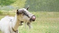 Portrait of funny goat showing tongue on pasture Royalty Free Stock Photo