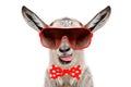 Portrait of funny goat in a sunglasses and bow tie, showing the tongue Royalty Free Stock Photo