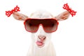 Portrait of a funny goat in a sunglasses with bows on the ears Royalty Free Stock Photo