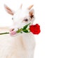 Portrait of funny goats with a red rose in the mouth Royalty Free Stock Photo