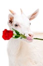 Portrait of funny goats with a rose in the mouth Royalty Free Stock Photo