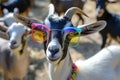 Portrait of funny goats in a sunglasses. Abstract of fashion style sheepss wearing sunglasses portrait. sheep fur multi colored Royalty Free Stock Photo