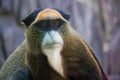 Portrait of funny golden monkey looking away, vietnam, Royalty Free Stock Photo