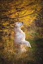 Portrait of funny Golden retriever dog standing on hind legs outdoors in the autumn forest Royalty Free Stock Photo