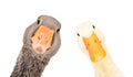 Portrait of a funny goose and duck Royalty Free Stock Photo