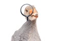 Portrait of a funny goose looking through a magnifying glass Royalty Free Stock Photo