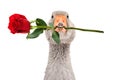 Portrait of a funny goose with a rose in beak Royalty Free Stock Photo