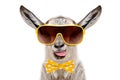 Portrait of funny gray goat in a sunglasses and bow tie, showing the tongue Royalty Free Stock Photo