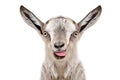 Portrait of funny gray goatling showing tongue Royalty Free Stock Photo