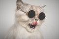 Portrait of funny grey cat with open mouth in sunglasses. Cat licking lips. Copy space Royalty Free Stock Photo
