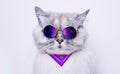 Portrait of funny grey cat in sunglasses reflecting space. Copy space Royalty Free Stock Photo