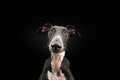 Portrait funny greyhound dog pet looking at camera. Isolated on black background Royalty Free Stock Photo