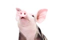 Portrait of a funny grunting pig Royalty Free Stock Photo