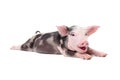Portrait of a funny grunting pig Royalty Free Stock Photo
