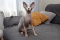 Portrait funny hairless sphynx cat sitting over a sofa furniture. Home interior