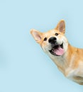 Portrait funny and happy shiba inu puppy dog peeking out from behind a blue banner. Isolated on blue pastel background Royalty Free Stock Photo